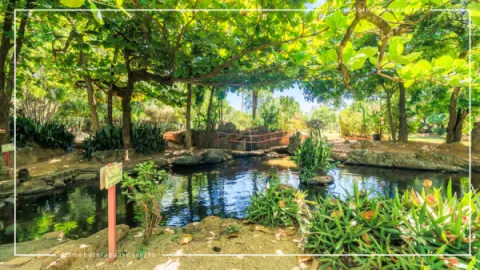 Jardim Japonês em Caldas Novas: Contato com a Natureza